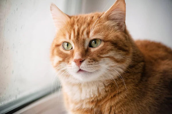 Duży Czerwony Kot Spoglądający Okno Portret Bliska — Zdjęcie stockowe