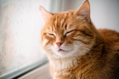 Büyük kırmızı kedi pencerede oturuyor. Portre yakın plan