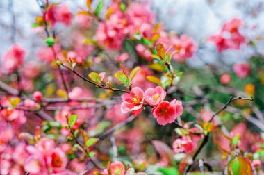 Çiçekli sakura dalları yakın plan. Mavi gökyüzü arka planında çiçek açan ağaç.