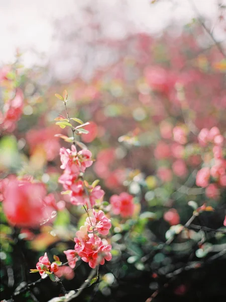 Blooming Sakura Branches Closeup Blooming Tree Blue Sky Background — Free Stock Photo