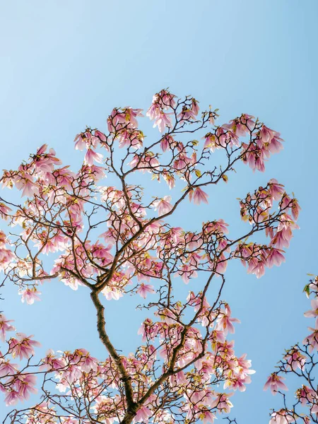 マグノリアの木と青空の開花 — ストック写真