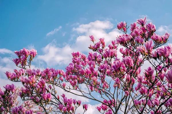 マグノリアの木と青空の開花 — ストック写真
