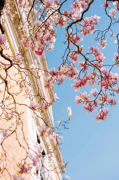 大規模な開花のマグノリアの木を閉じる ピンクの花を咲かせる — ストック写真