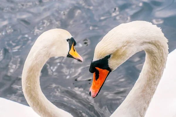 Two white swans heart water scene close up. White swans love scene. True love two swans. White swan love view