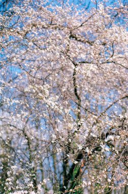 Bahar ilham. Mavi gökyüzü arka planında beyaz bir çiçek ağacının dalları yakın plan. Parlak bahar günü.
