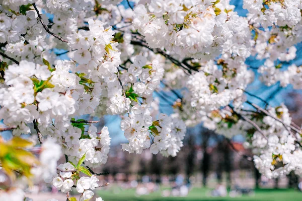 春のインスピレーション 青い空の背景に白い花の木の枝が近くにあります 明るい春の日 — ストック写真