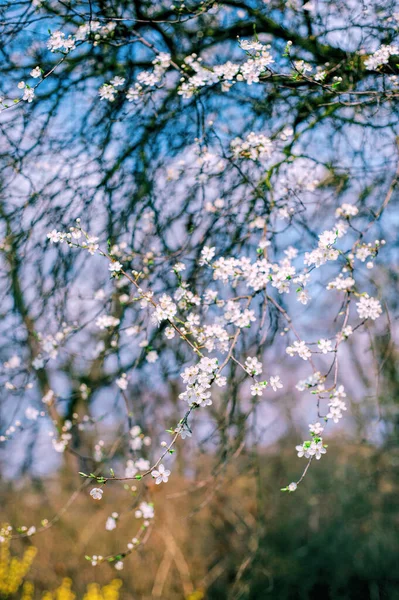 Tavaszi Inspiráció Egy Kék Égbolt Hátterű Fehér Virágzó Ágai Közelről — Stock Fotó