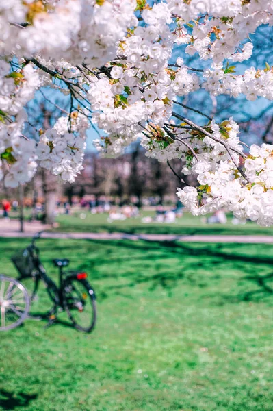 健康的なライフスタイル 春のインスピレーション 緑の芝生の背景に公園や自転車のシルエットでブルーミンツリーを閉じます 明るい春の日 — ストック写真