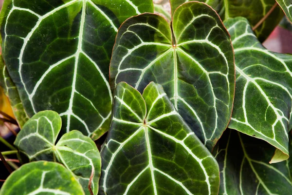 Green leaf texture. Leaf texture background for design