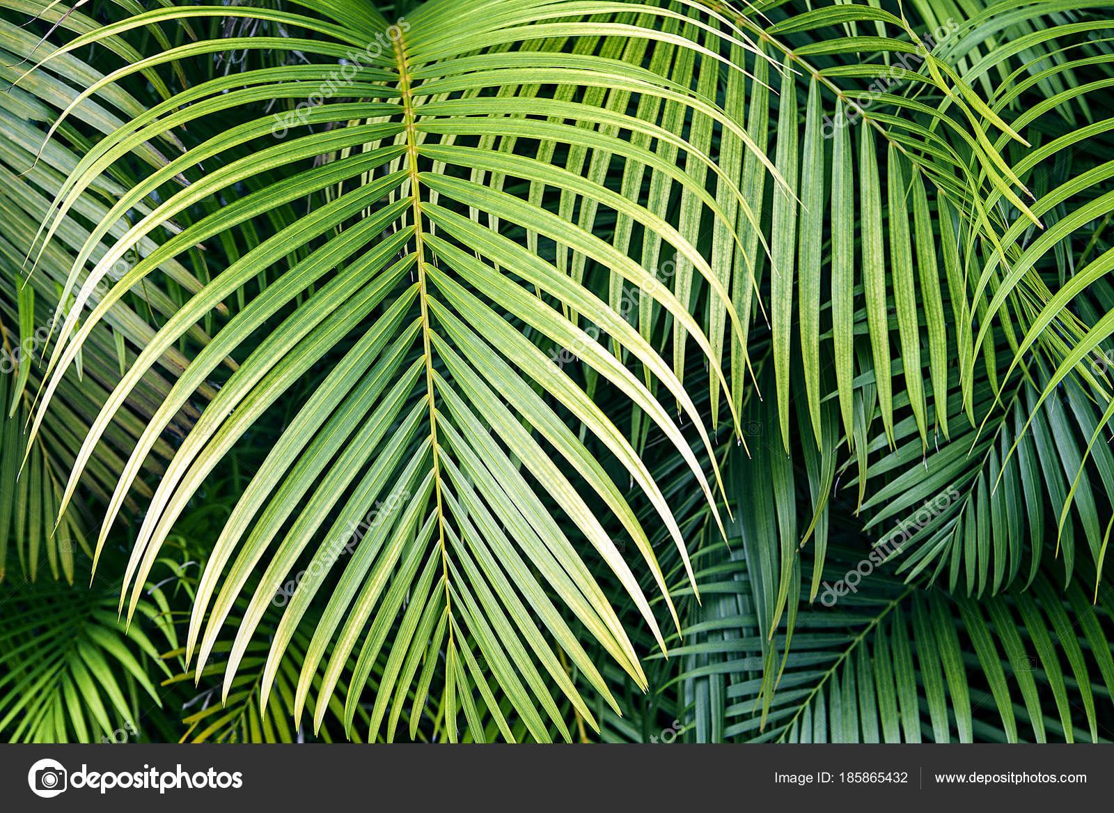 пальмовые листья узор