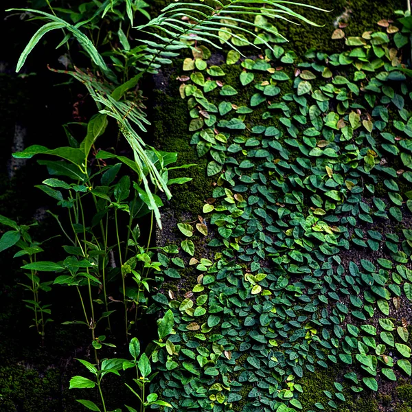 Green leaf texture. Leaf texture background for design.