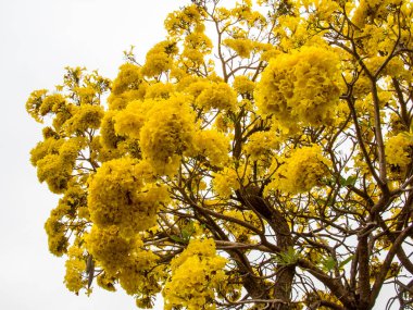 Sadece güzel sarı Tabebuia Aurea.