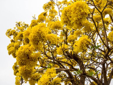 Sadece güzel sarı Tabebuia Aurea.