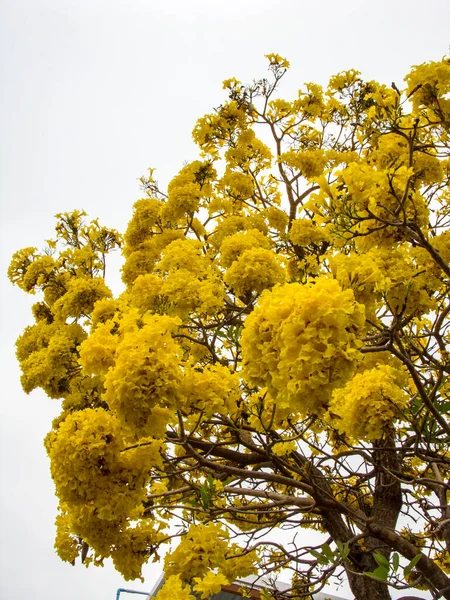 Prostu Piękne Żółte Tabebuia Aurea — Zdjęcie stockowe