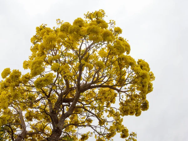 Просто Красивая Желтая Tabebuia Aurea — стоковое фото