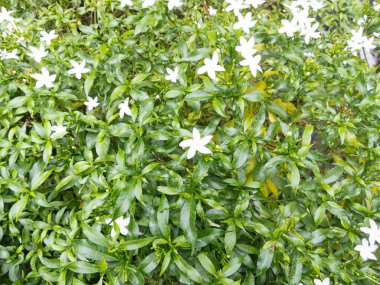 Çalıların beyaz çiçekleri