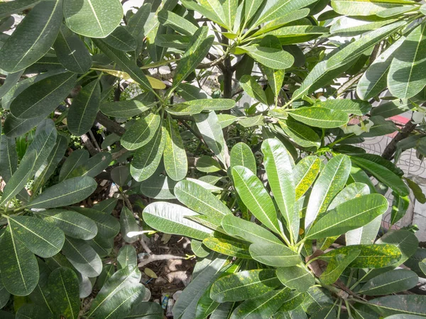 Bladeren Zijn Ovaal Van Vorm Boom — Stockfoto