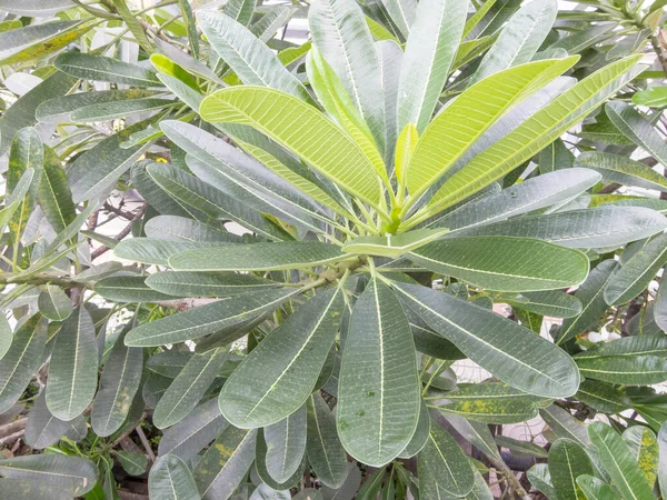 Daun Berbentuk Oval Pohon — Stok Foto