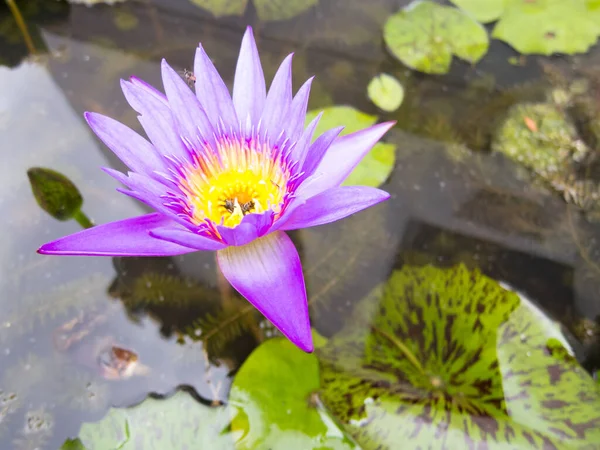 Purple lotus in yellow lotus pond