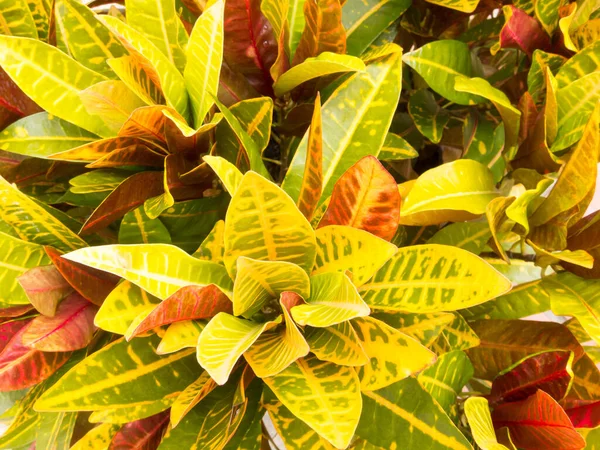 Bladeren Zijn Geel Rood Groen — Stockfoto