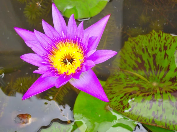 Sarı Nilüfer Havuzunda Mor Nilüfer Çiçeği — Stok fotoğraf