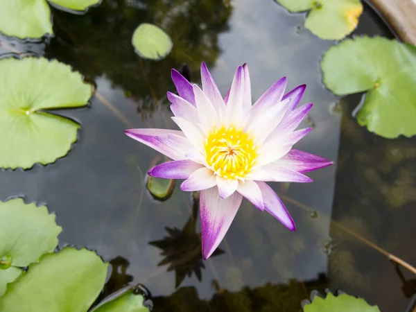 Purple lotus petals, yellow stamens in thePurple lotus petals, yellow stamens in the lotus pond during the day. lotus pond during the day