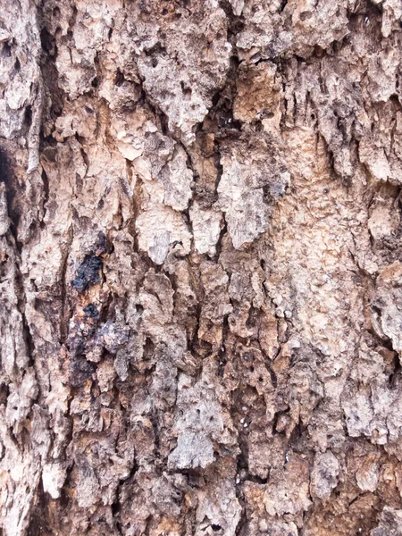 Coarse Brown Bark Rough Surface — 스톡 사진