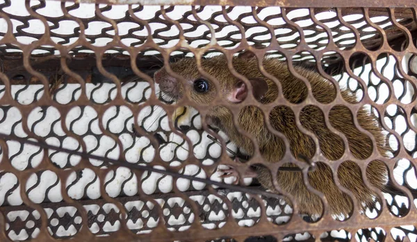 Brown rat Locked in the rat trap.