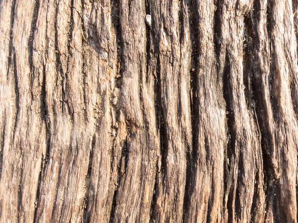 Bark Rough Dark Brown — 스톡 사진