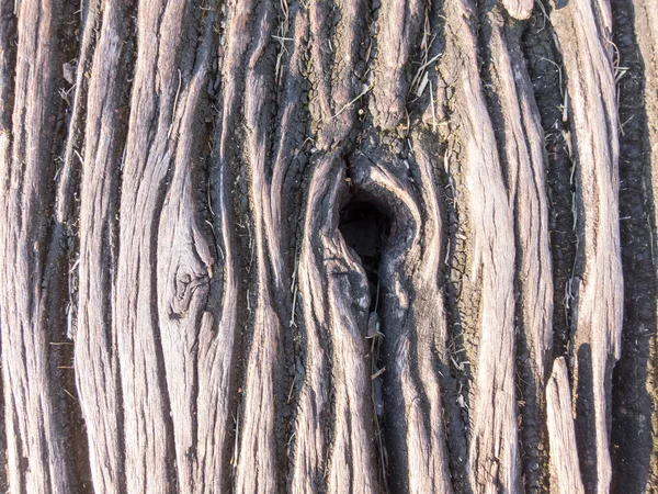 Die Rinde Ist Rau Dunkelbraun — Stockfoto