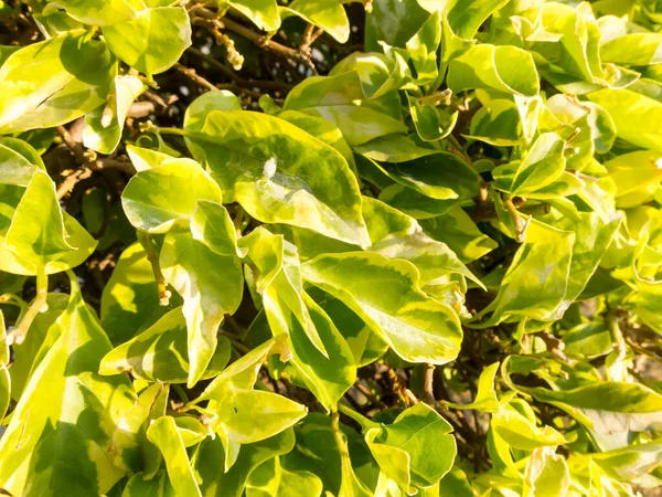 Mooie Boom Bladeren Het Zonlicht — Stockfoto