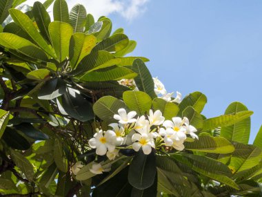 Gökyüzü arka planında Frangipani çiçekleri.