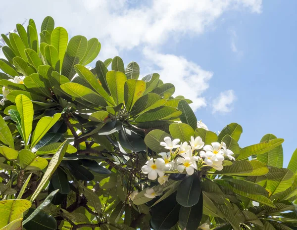 Frangipani Bloemen Sky Achtergrond — Stockfoto