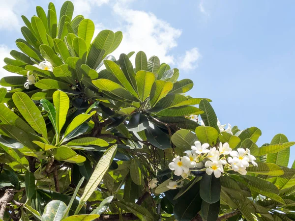 Frangipani Bloemen Sky Achtergrond — Stockfoto