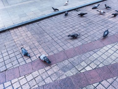 Güvercin şehirde yaşıyor..