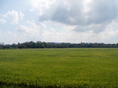 Çayırlar ve tarlalar Gökyüzünde bulutlar var