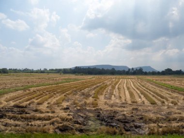 Çayırlar ve tarlalar Gökyüzünde bulutlar var