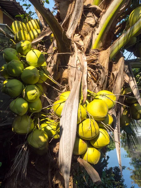 Kokosgroen Boom — Stockfoto