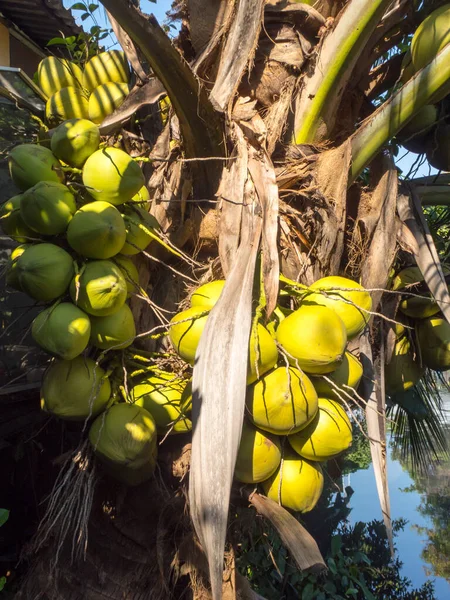 Kokosgroen Boom — Stockfoto