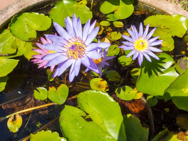 Purple lotus in lotus pond.