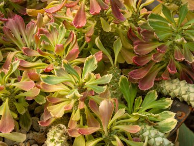 Chang Arena BuriramThailand - 20 Kasım 2018 Chang Arena Gayri resmi adıyla Thunder Castle Stadyumu 20 Kasım 2018 tarihinde Tayland 'da kurulmuş bir stadyumdur..