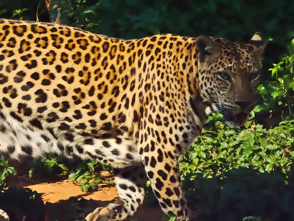 Leopardo Está Caminhando — Fotografia de Stock