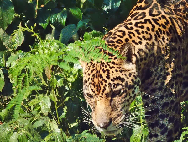 Leopard Idzie — Zdjęcie stockowe