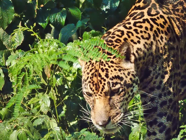 Leopardo Está Caminhando — Fotografia de Stock