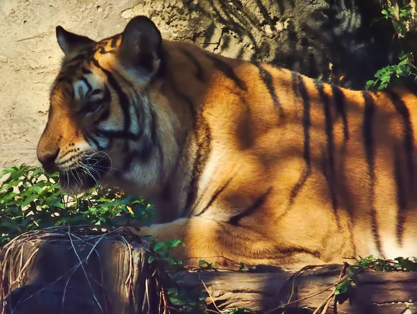 Тигр Лежащий Тени Дерева — стоковое фото