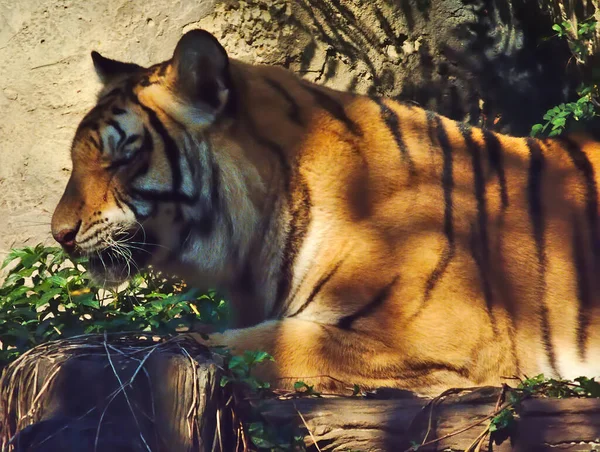 Tiger Liegt Schatten Eines Baumes — Stockfoto