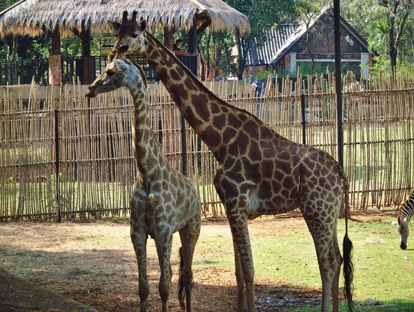 Nakhon Ratchasima Thailandia Gennaio 2019Nakhon Ratchasima Zoo Nakhon Ratchasima Thailandia — Foto Stock