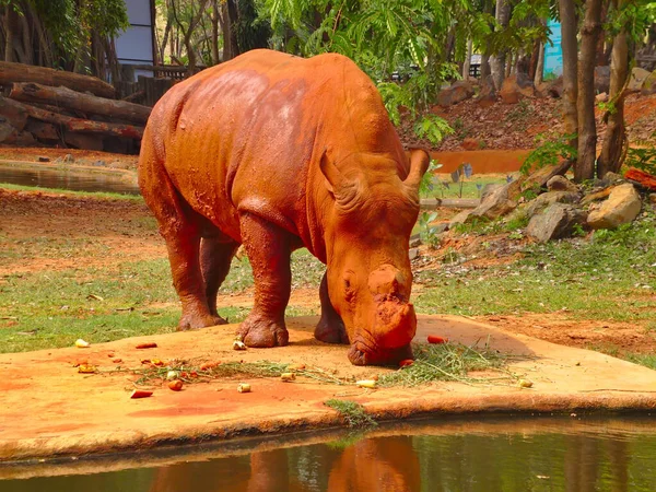 Rinoceronte Está Comendo Muitas Frutas Rinocerontes Poeira Vermelha — Fotografia de Stock