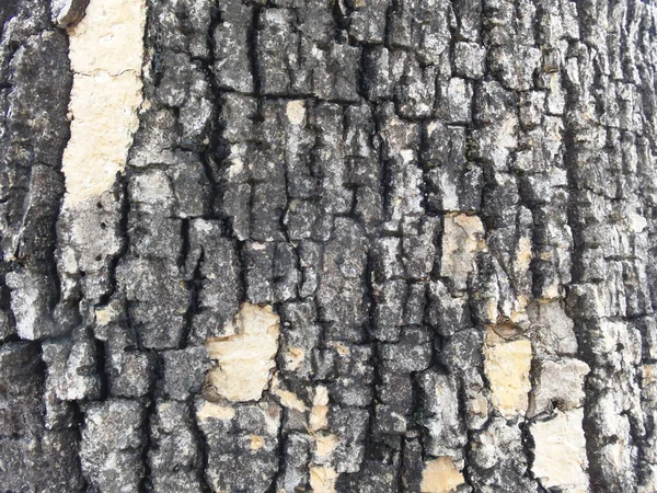 Raue Oberfläche Schwarze Baumrinde — Stockfoto