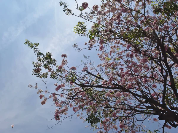 タイの夏に 木にピンクの花を咲かせます — ストック写真